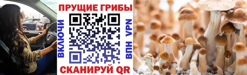 Галлюциногенные грибы Cubensis  наркошоп  Лосино-Петровский 